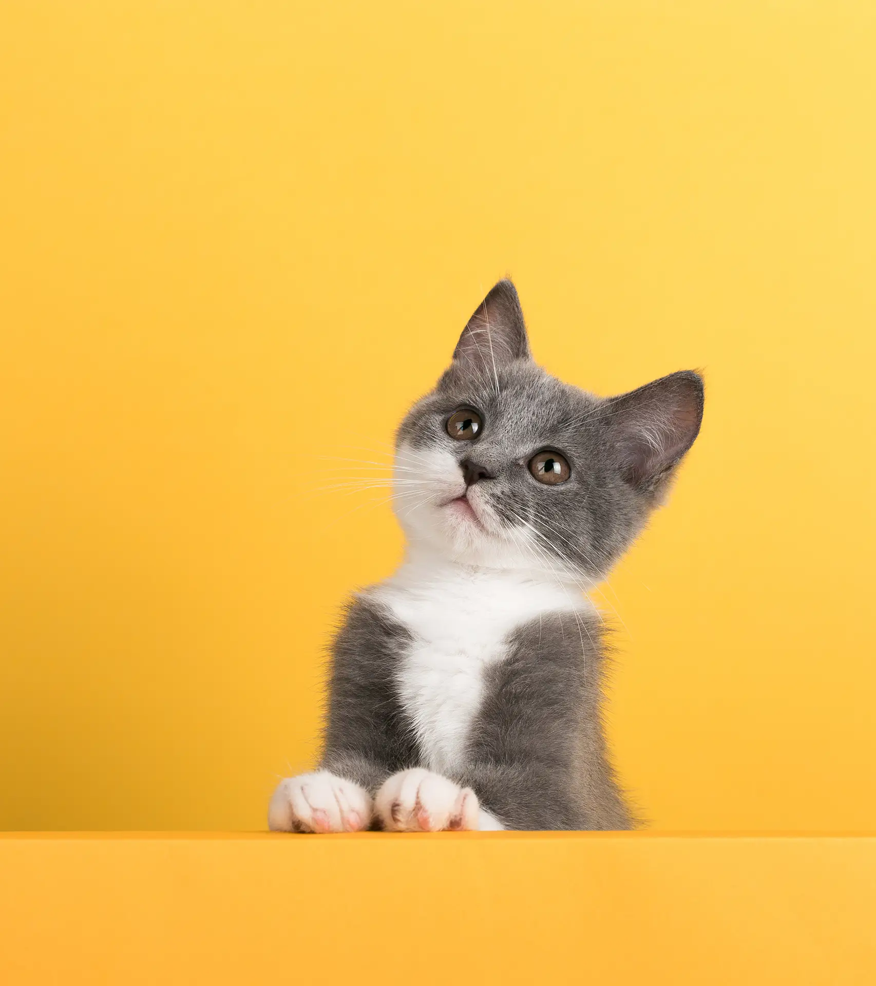 Sohrab Design Studio Official Website 24 little Cute Cat in Yellow Background| I love cats
